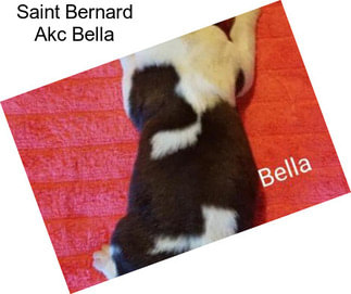 Saint Bernard Akc Bella