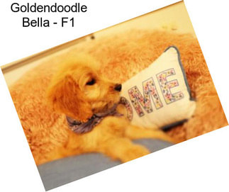 Goldendoodle Bella - F1