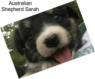 Australian Shepherd Sarah