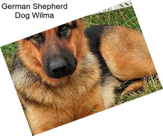 German Shepherd Dog Wilma