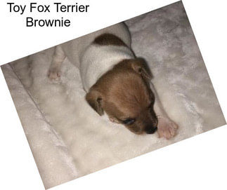 Toy Fox Terrier Brownie