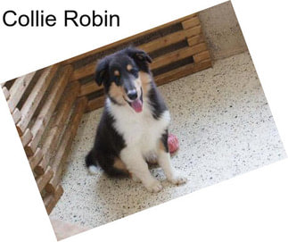 Collie Robin