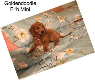 Goldendoodle F1b Mini