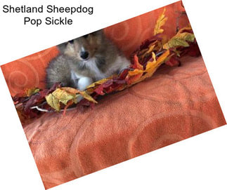 Shetland Sheepdog Pop Sickle