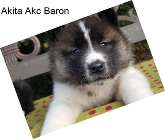 Akita Akc Baron