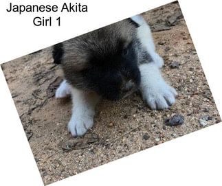 Japanese Akita Girl 1