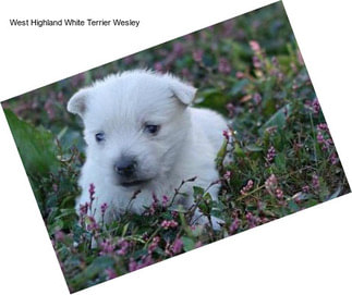 West Highland White Terrier Wesley