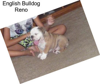 English Bulldog Reno