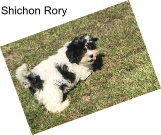 Shichon Rory