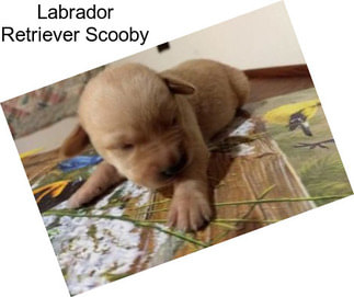 Labrador Retriever Scooby
