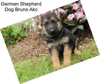 German Shepherd Dog Bruno Akc