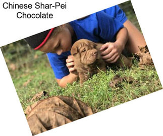 Chinese Shar-Pei Chocolate