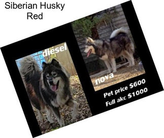Siberian Husky Red