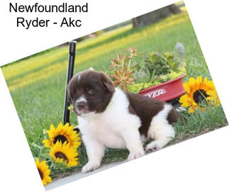 Newfoundland Ryder - Akc