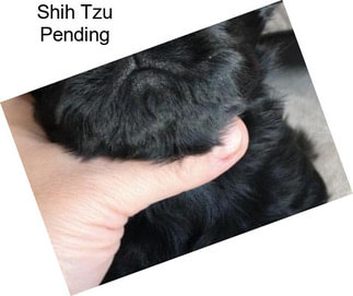 Shih Tzu Pending