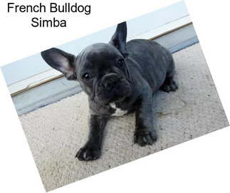 French Bulldog Simba