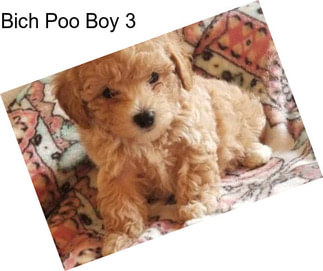 Bich Poo Boy 3