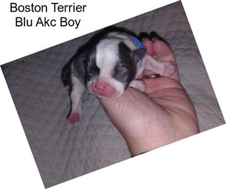 Boston Terrier Blu Akc Boy