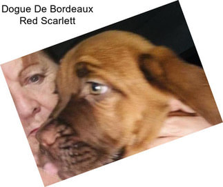 Dogue De Bordeaux Red Scarlett