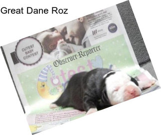 Great Dane Roz