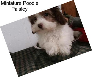 Miniature Poodle Paisley