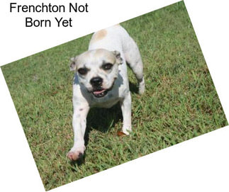 Frenchton Not Born Yet