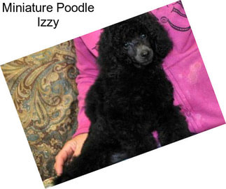 Miniature Poodle Izzy