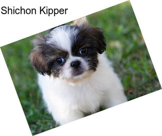 Shichon Kipper
