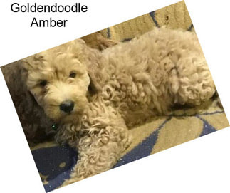 Goldendoodle Amber