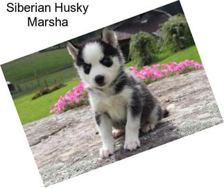 Siberian Husky Marsha