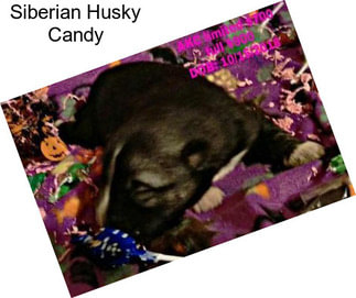 Siberian Husky Candy