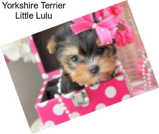 Yorkshire Terrier Little Lulu