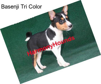 Basenji Tri Color