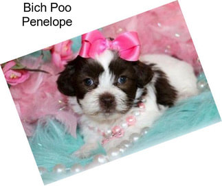 Bich Poo Penelope