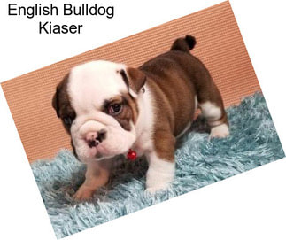 English Bulldog Kiaser