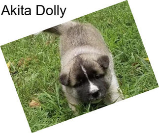 Akita Dolly