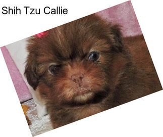 Shih Tzu Callie