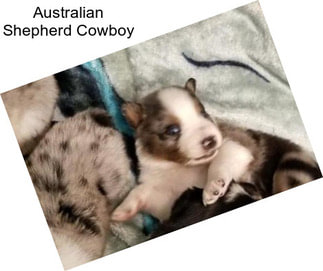 Australian Shepherd Cowboy