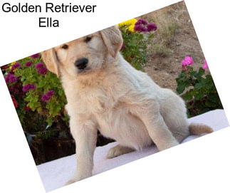 Golden Retriever Ella