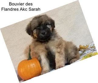 Bouvier des Flandres Akc Sarah