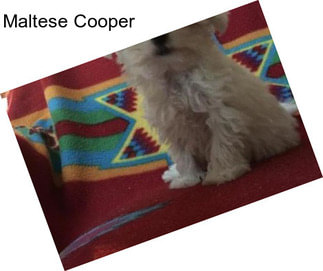 Maltese Cooper