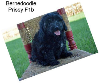 Bernedoodle Prissy F1b