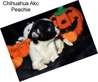 Chihuahua Akc Peachie