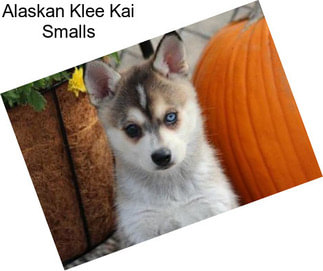 Alaskan Klee Kai Smalls