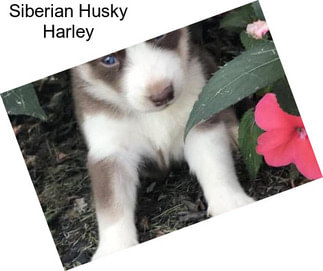 Siberian Husky Harley