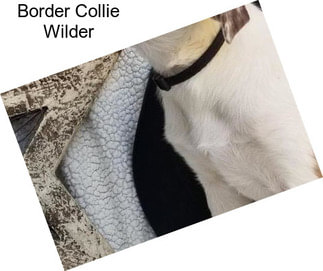 Border Collie Wilder