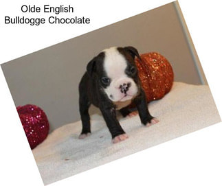 Olde English Bulldogge Chocolate