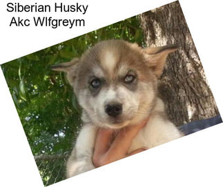 Siberian Husky Akc Wlfgreym