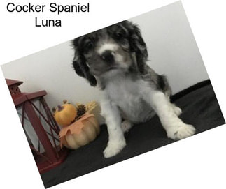 Cocker Spaniel Luna