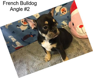 French Bulldog Angle #2